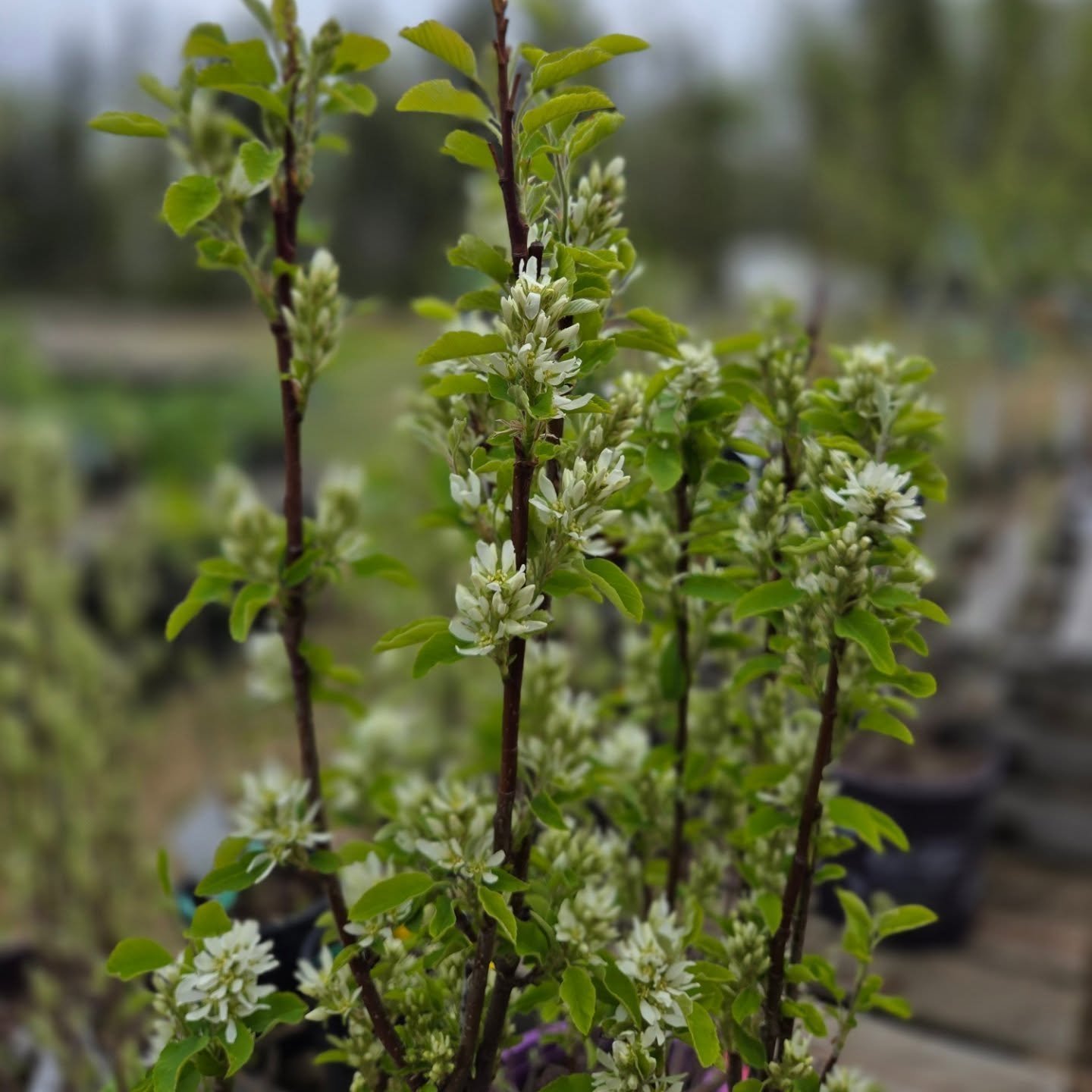 Trees and shrubs are here! We have a small selection this year,  preferring folks to order in the fall.

I'm excited this year for the Standing Ovation Saskatoon! This shrub has an upright columnar growth pattern and is known for being hardy. This va