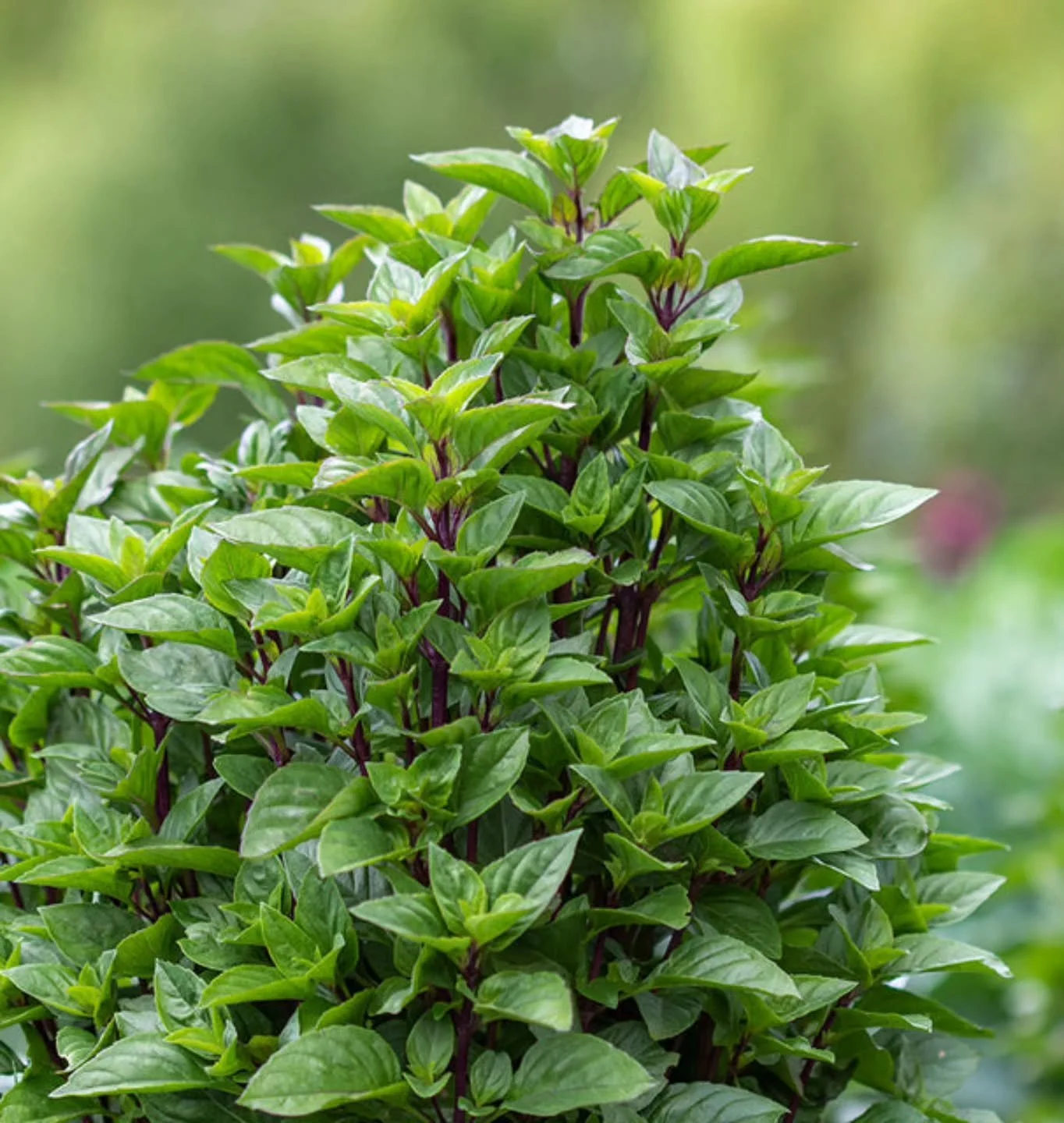 If you love making pho at home, then you want the Thai Basil in the greenhouse!

I'm not great at posting varieties,  but this one deserves a share. Thai Tower Basil from WCS is amazing and I buy it for myself and share the rest in the greenhouse. Th