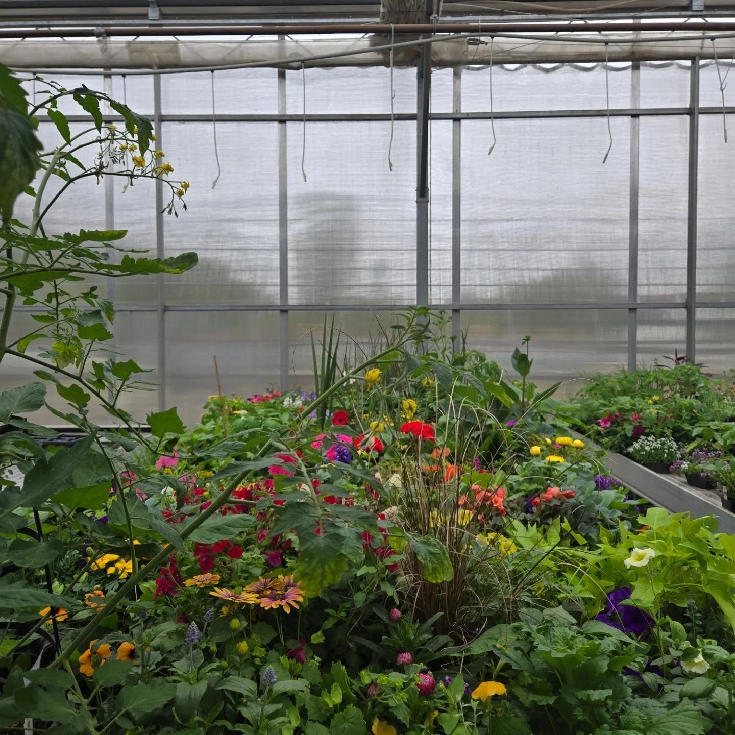 Preparing for some community deliveries!

Upcoming Hours

Monday, June 1: 1-6
Tuesday,  June 2: 1-6
Wednesday,  June 3: Closed - Hay River deliveries!
Thursday,  June 4: Closed
Friday,  June 5: Late opening
Saturday, June 6: 11-4
Sunday,  June 7: 11-
