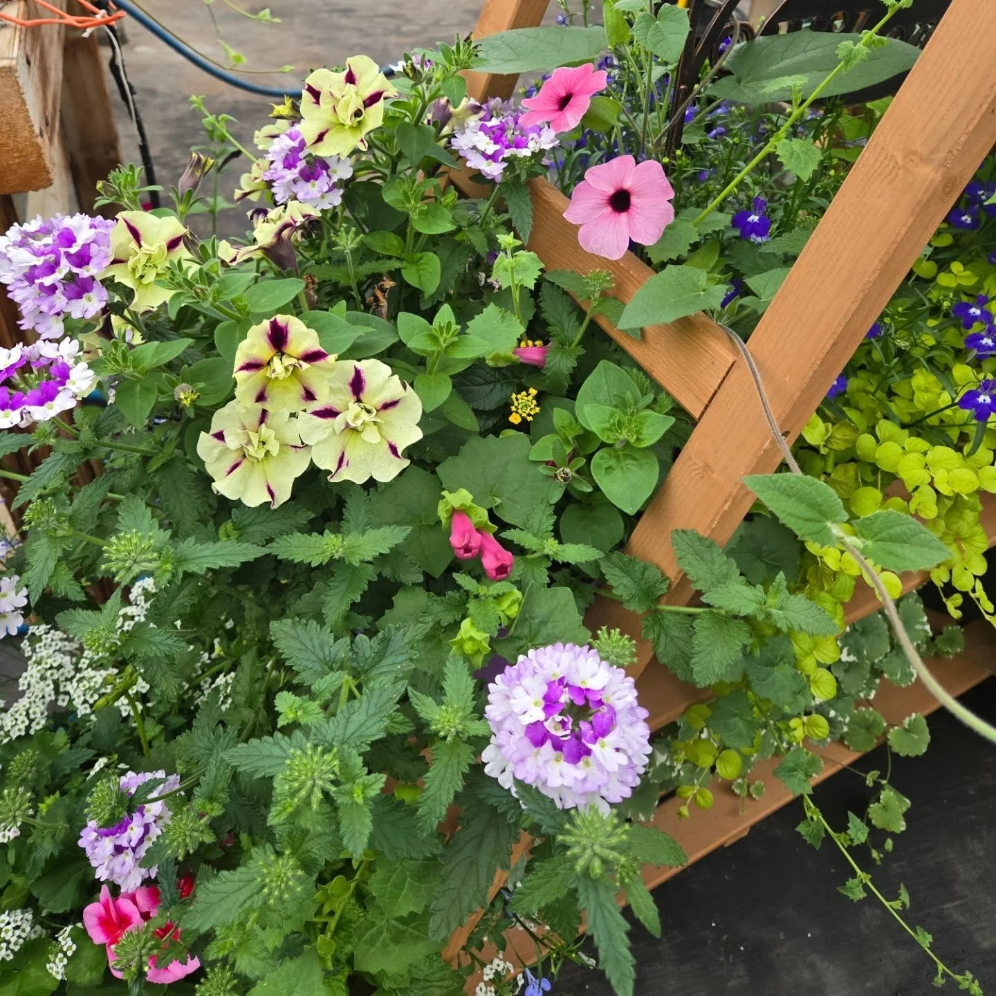 Today's the last day to enter our draw to win one of these 10 beautiful planters!

Winners will be announced in the morning!
