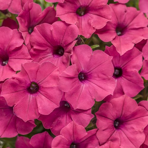 supertunia_vista_fuchsia_improved.jpg