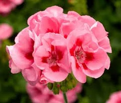 images (41).jpg