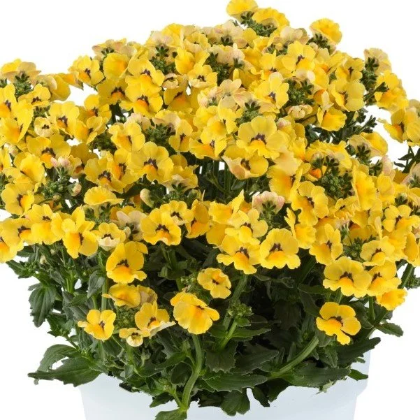 nemesia_nesia_inca.jpg