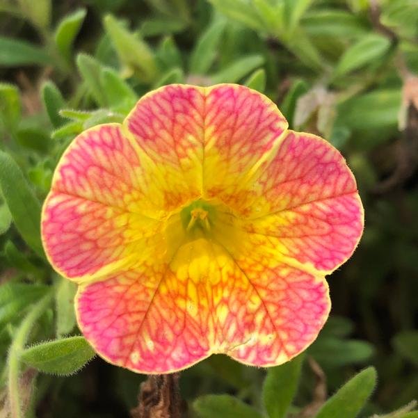 Calibrachoa - Chameleon Atomic Orange