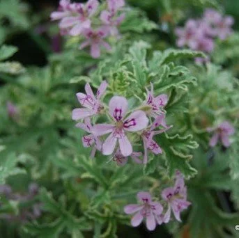 Geranium-Lady-Plymouth-2.jpg