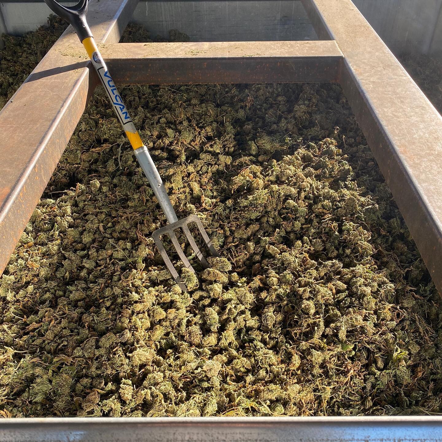 Currently drying some gorgeous hand-stripped White CBG biomass coming out of Klamath Falls🔥 
@swanlakehemp 
@oregoncbd 
.
.
.
#hemp #harvest #hempdryer #southernoregon #oregonhemp #oregoncbd
#smokable #smokableflower #biomass #cbd #cbg  #almanacag