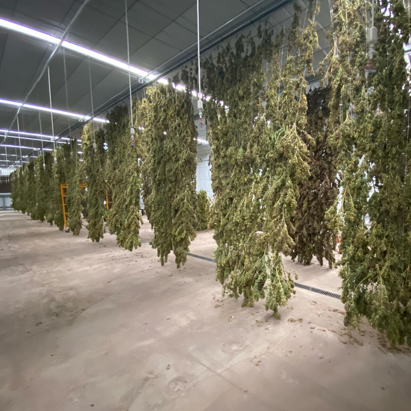 Interested in hang drying your crop? We have climate controlled greenhouse space available! Contact us today to reserve.
.
.
.

#hemp #harvest #hempdryer #southernoregon #oregonhemp #oregoncbd
#smokable #smokableflower #biomass #almanacag #cbg #cbd