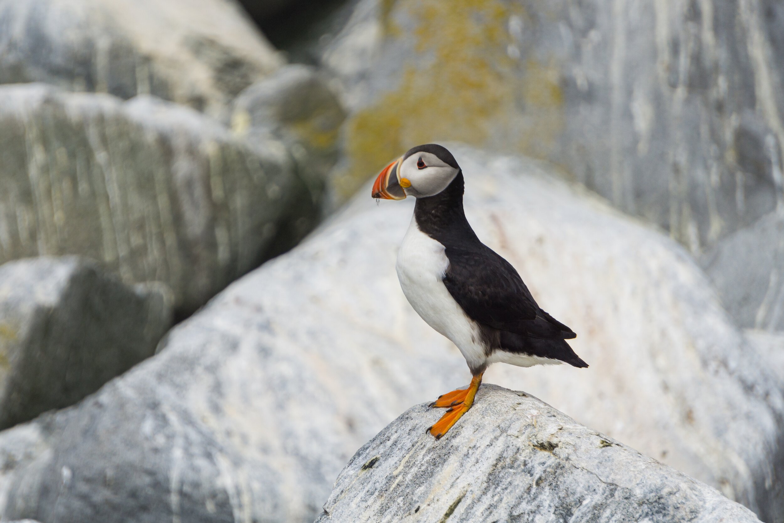 Atlantic Puffins