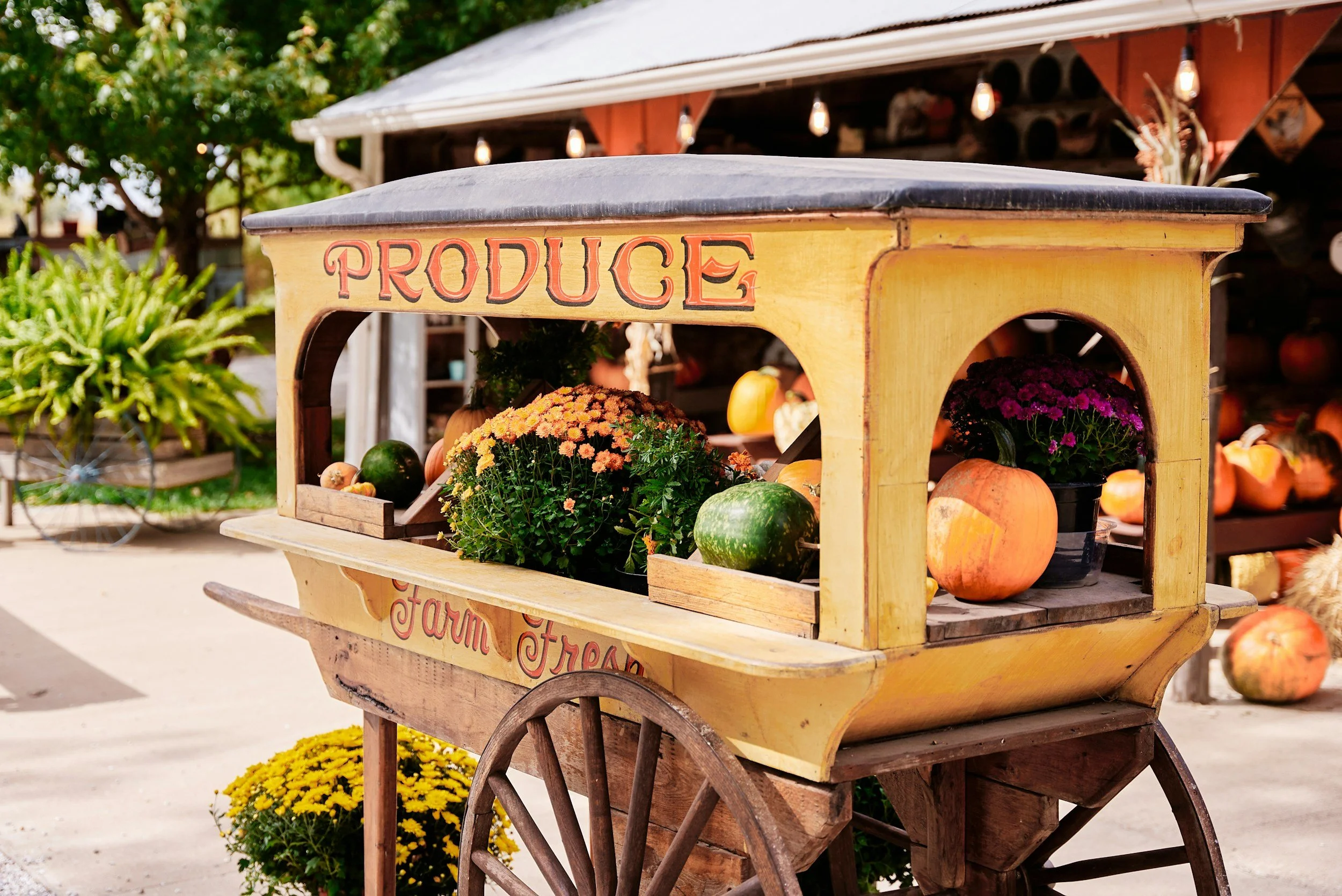 Favoring fall produce and easy plant-based recipes