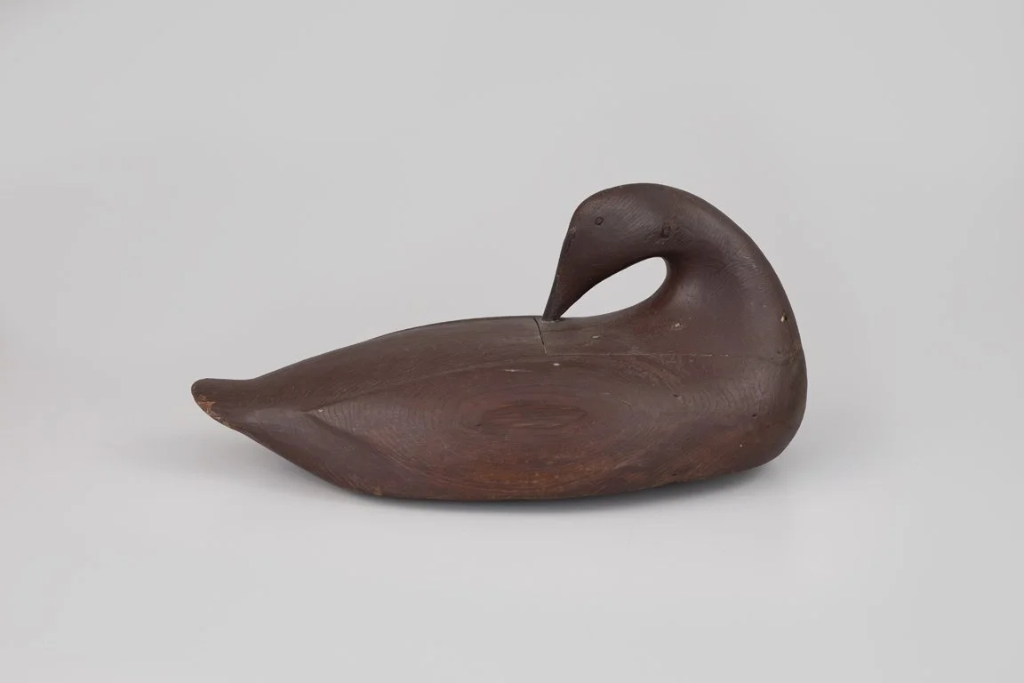 Oversize Preening Eider Hen