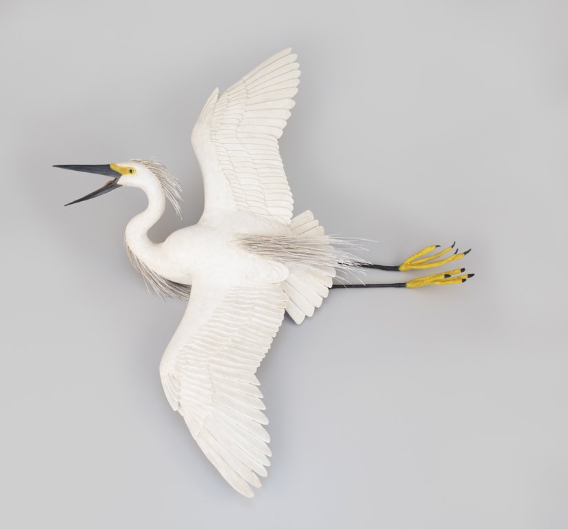 Flying Snowy Egret by Frank Finney (b. 1947)