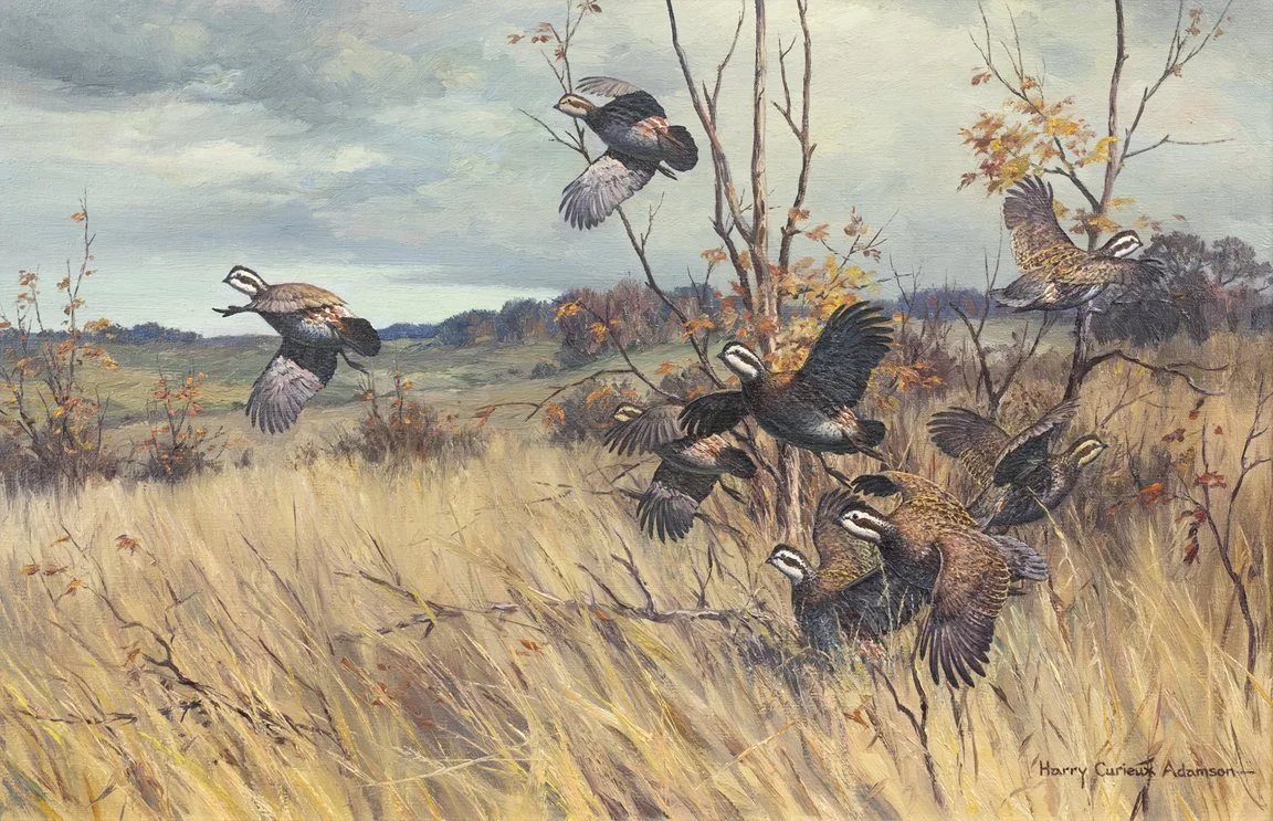 Harry Curieux Adamson (1916-2012), On the Rise - Quail Covey, oil on canvas, 18 by 28 in.