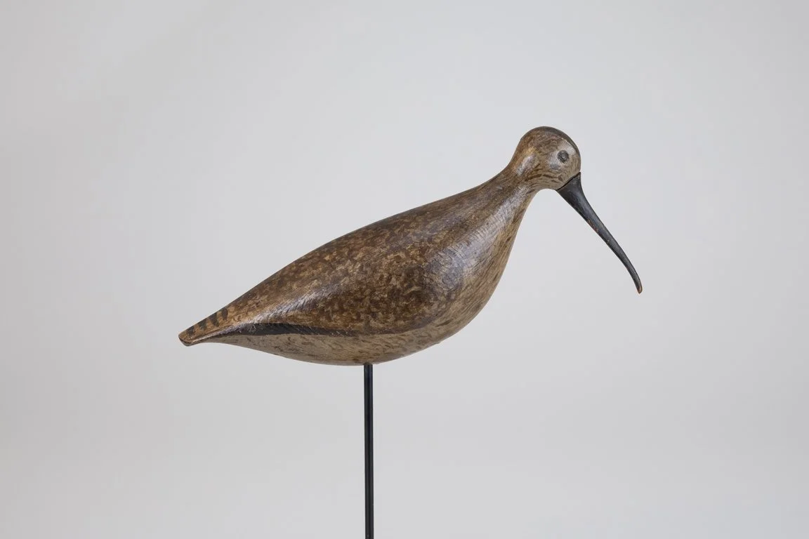 Virginia Curlew