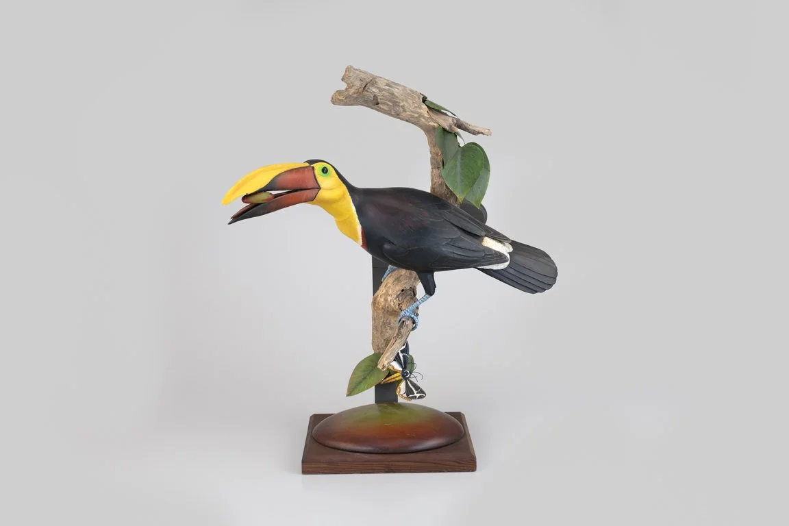 Toucan and Moth by William Gibian (b. 1946)