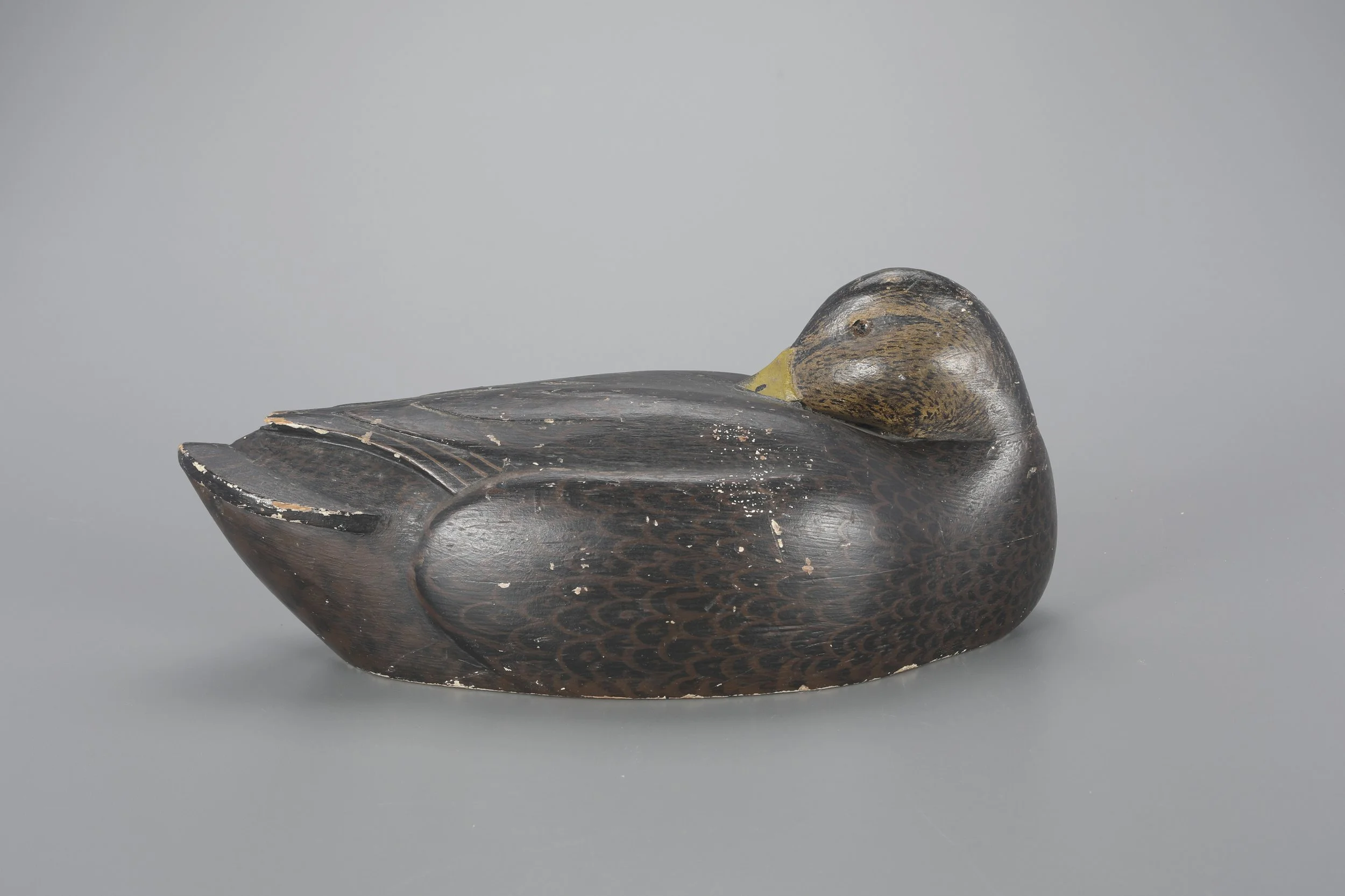 Rare Sleeping Black Duck by Ferdinand L. Homme (1901-1963)