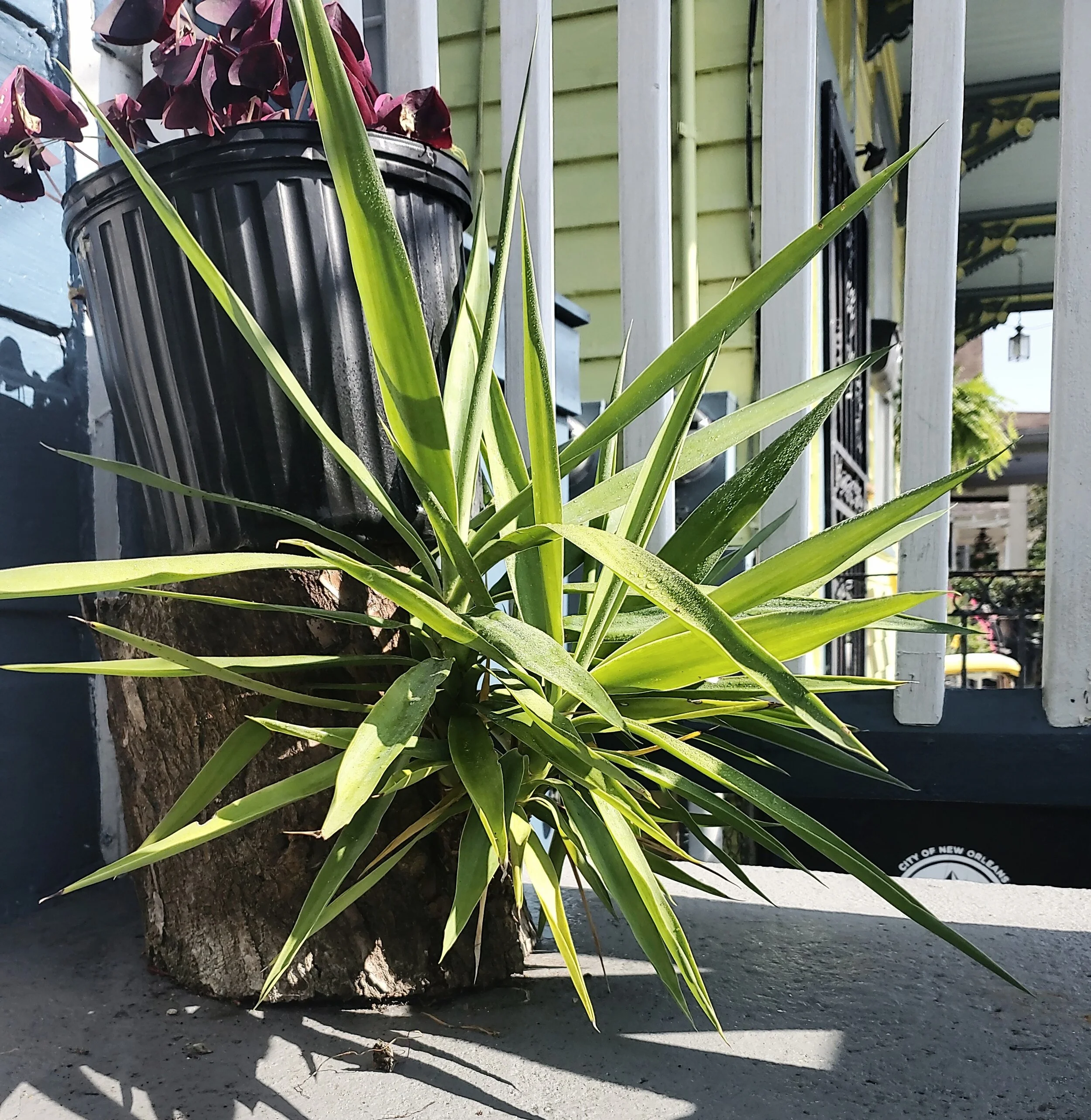 Above: One of two tree stumps that mysteriously sprouted months after I brought them home from the levee with intentions to use as plant stands. They are the outdoor variation of the yucca cane (Leo’s cousins) and work as excellent little doormen on…
