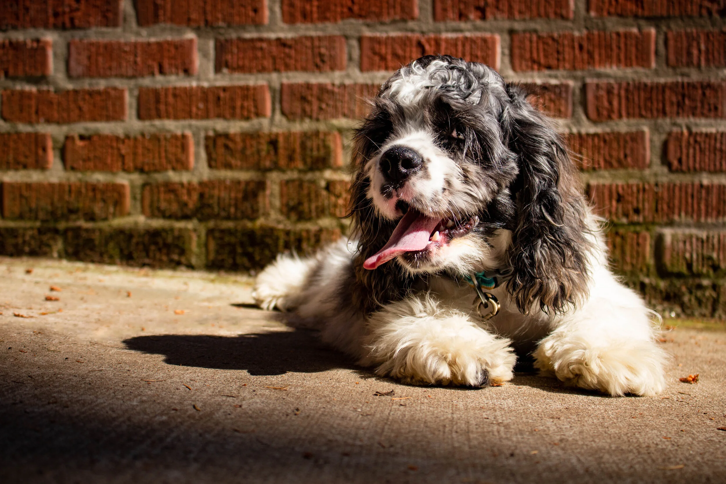 Ben the Cocker Spaniel16.jpg