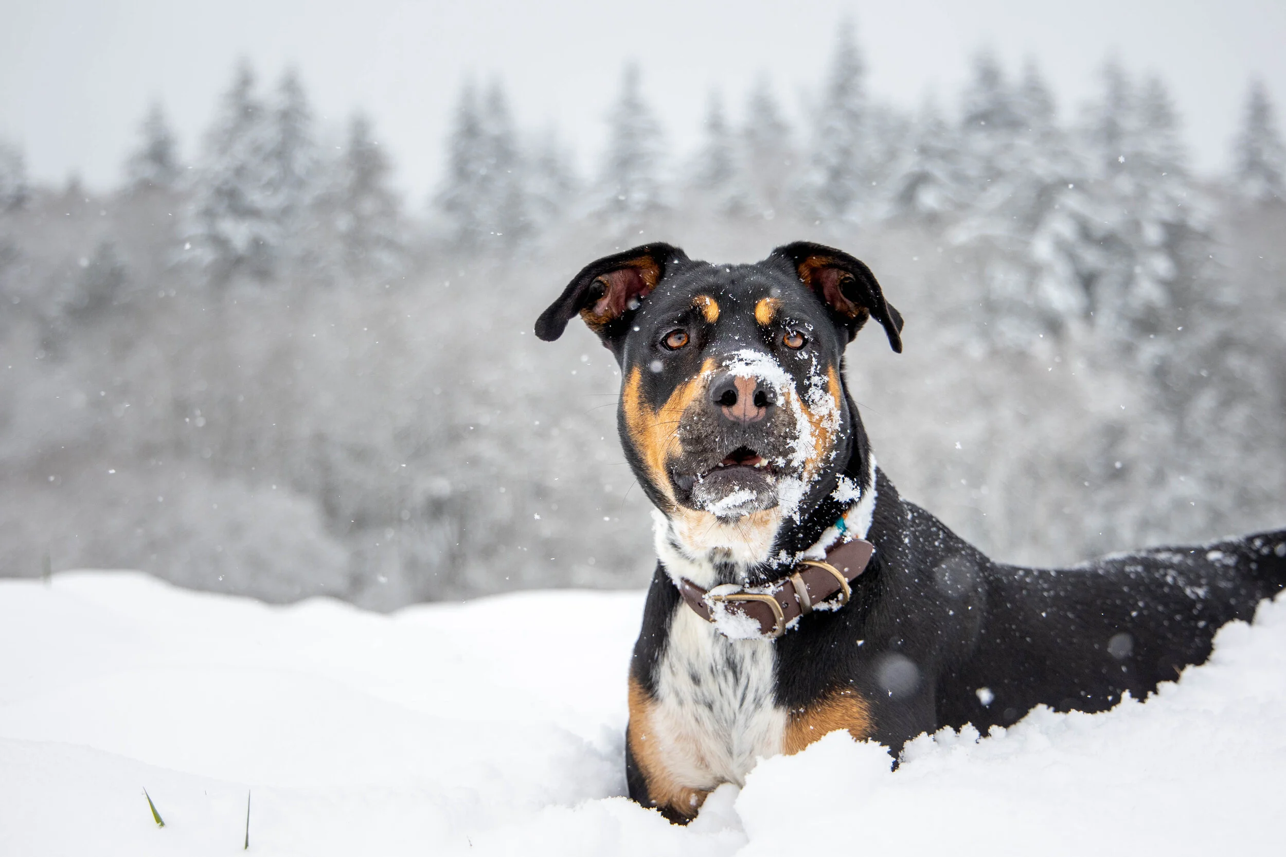 Bateaux Snow Day_-14.jpg