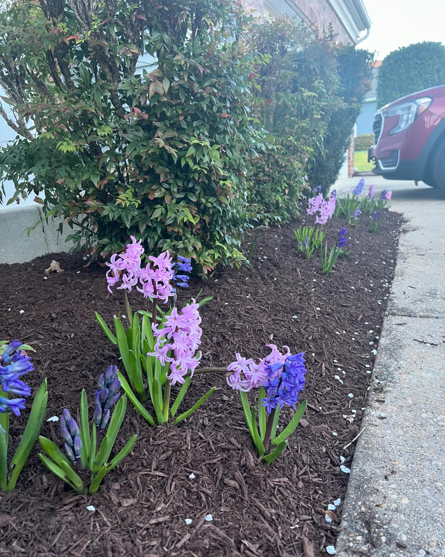 It&rsquo;s #spring and my yard is blooming! 😊 God bless the previous owners on the beautiful landscaping here 🙏🏾(&hellip;that&rsquo;s been easy to keep up with over the past 5 years). 
1. Hyacinth🪻
2. Pretty yellow bush&hellip;I don&rsquo;t know 