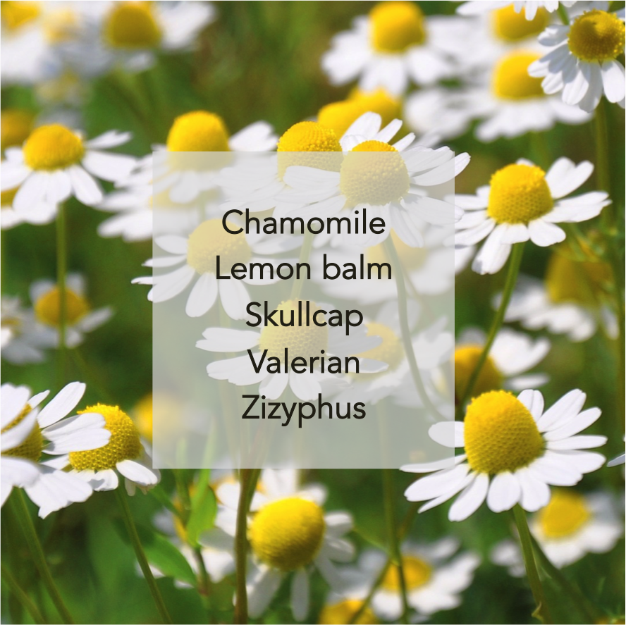 Chamomile.png