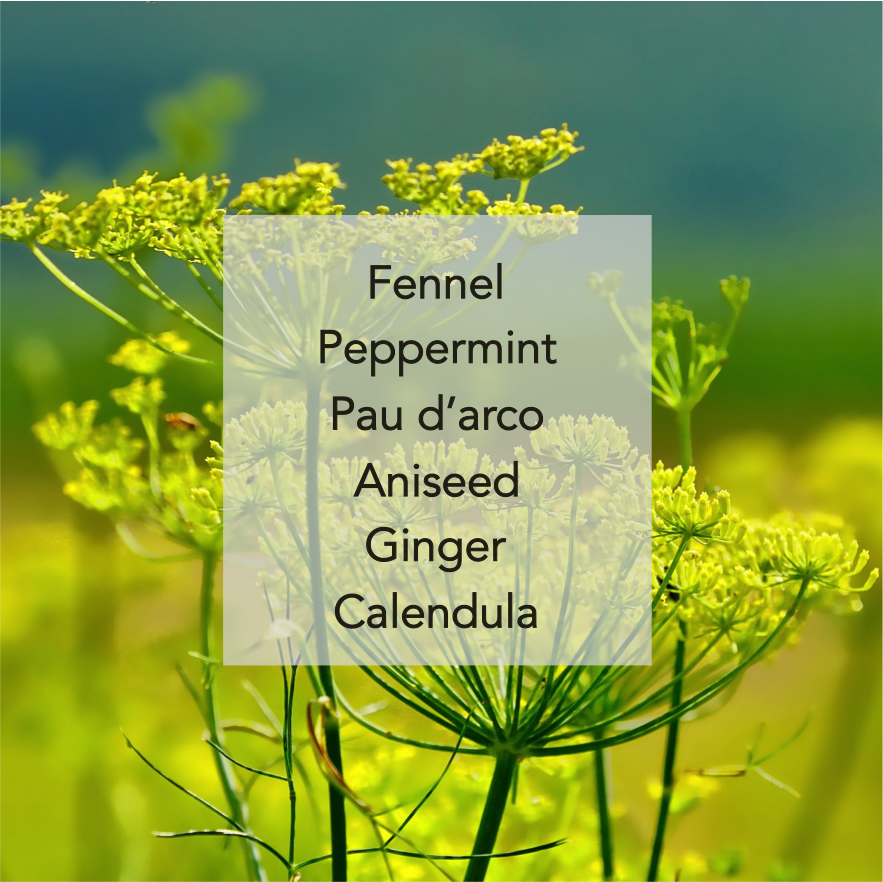 Fennel.png