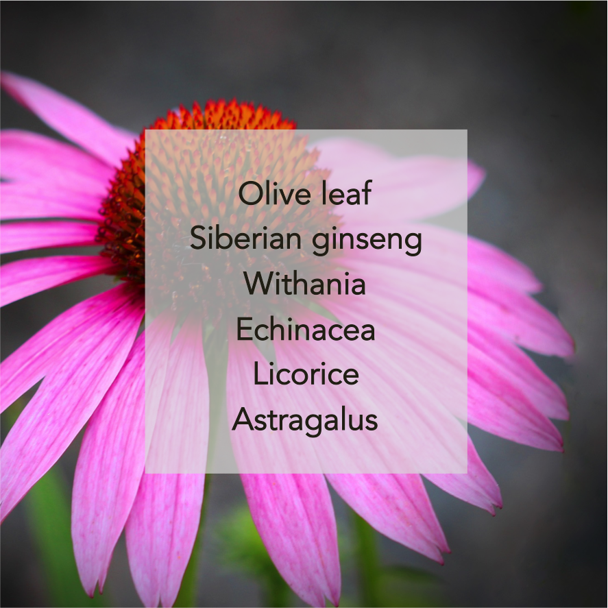 Echinacea.png
