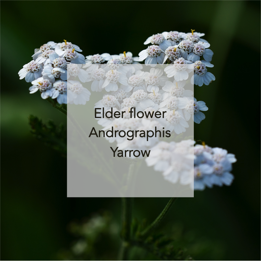 Yarrow.png