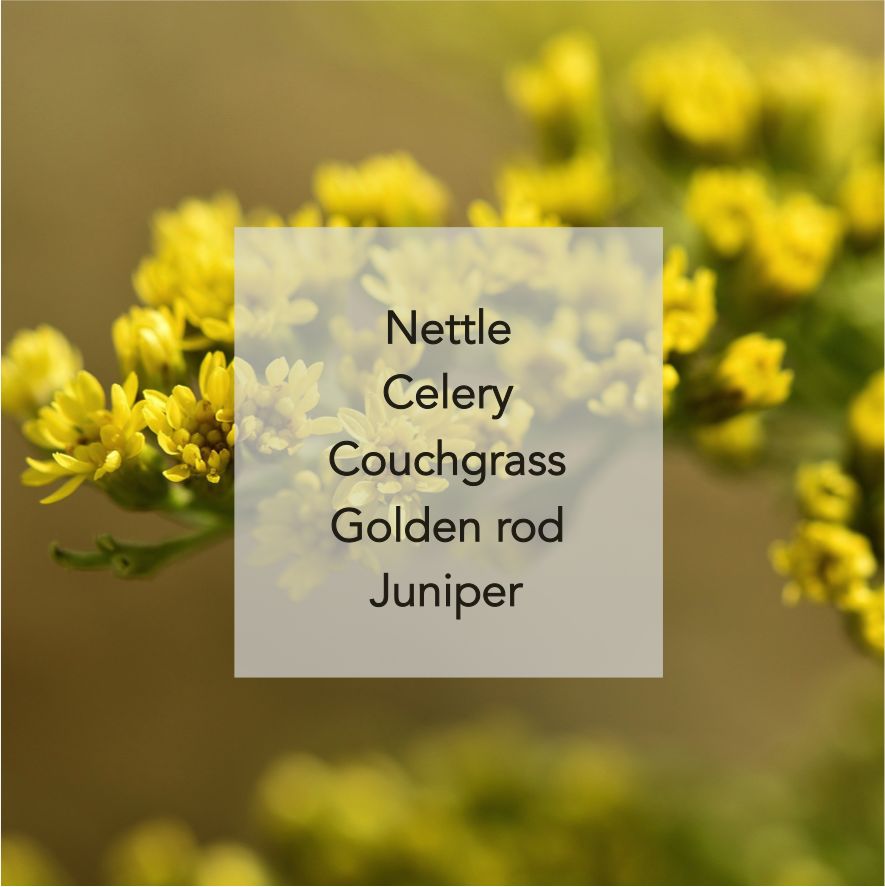 Goldenrod.png