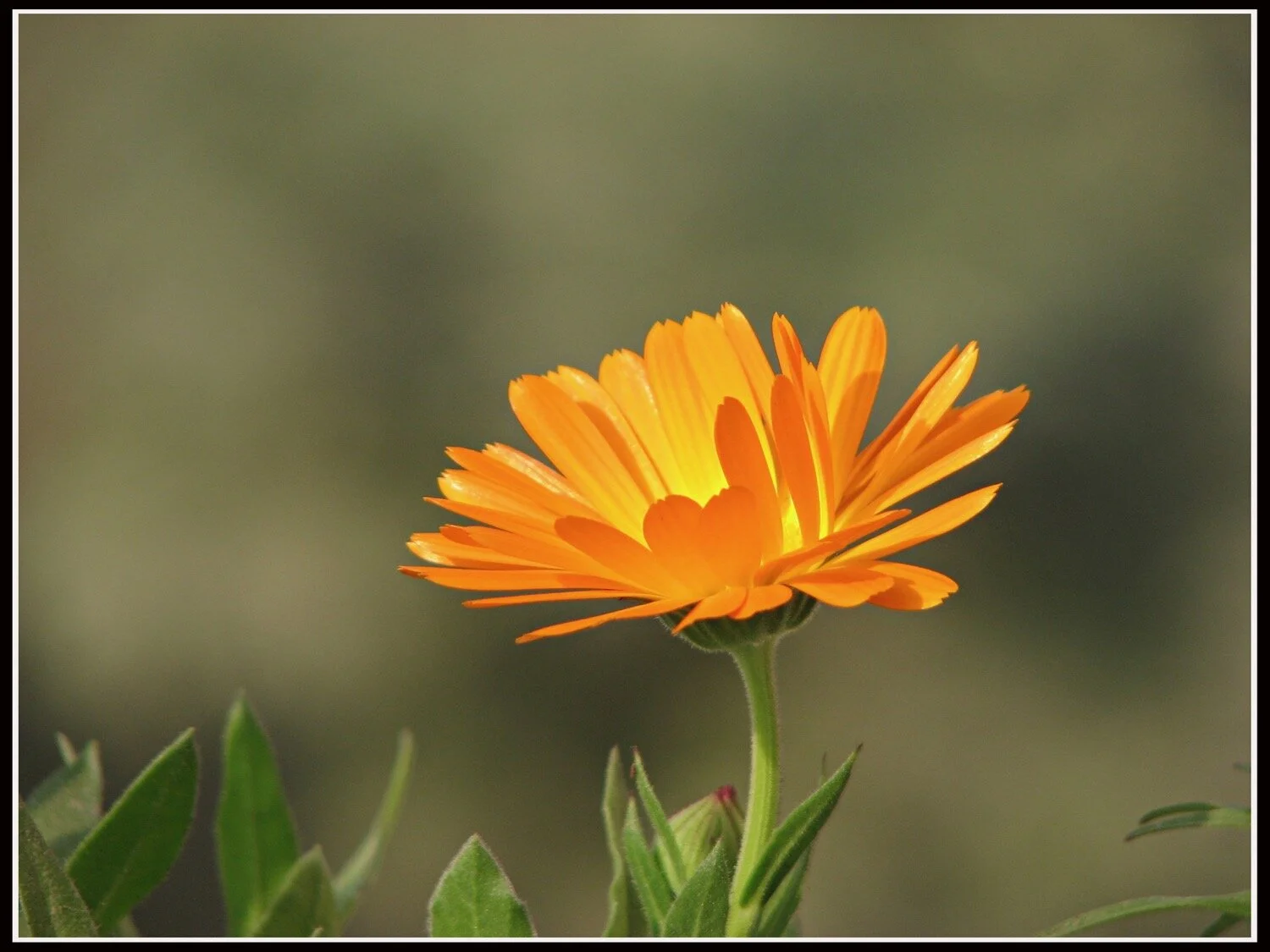 Calendula: Nitin Joshi