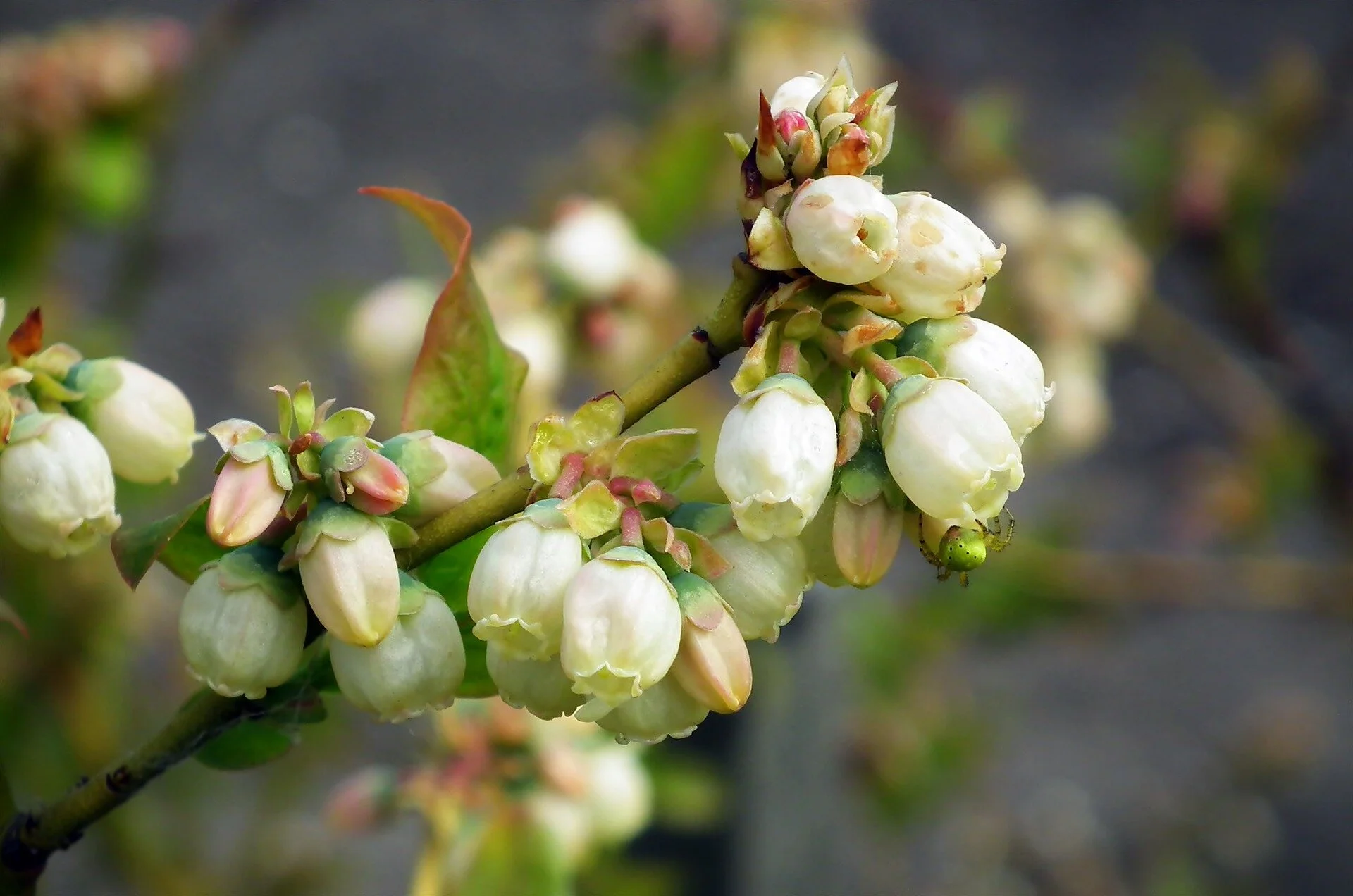 Bilberry: image by Mr Gajowy