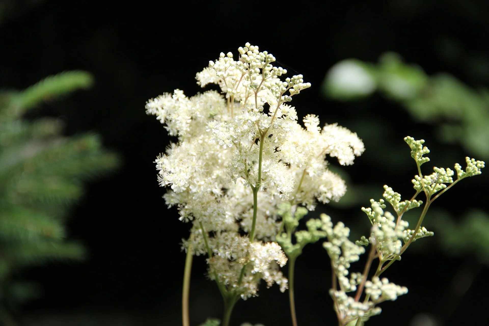 Meadowsweet: image by Viveka Rosin