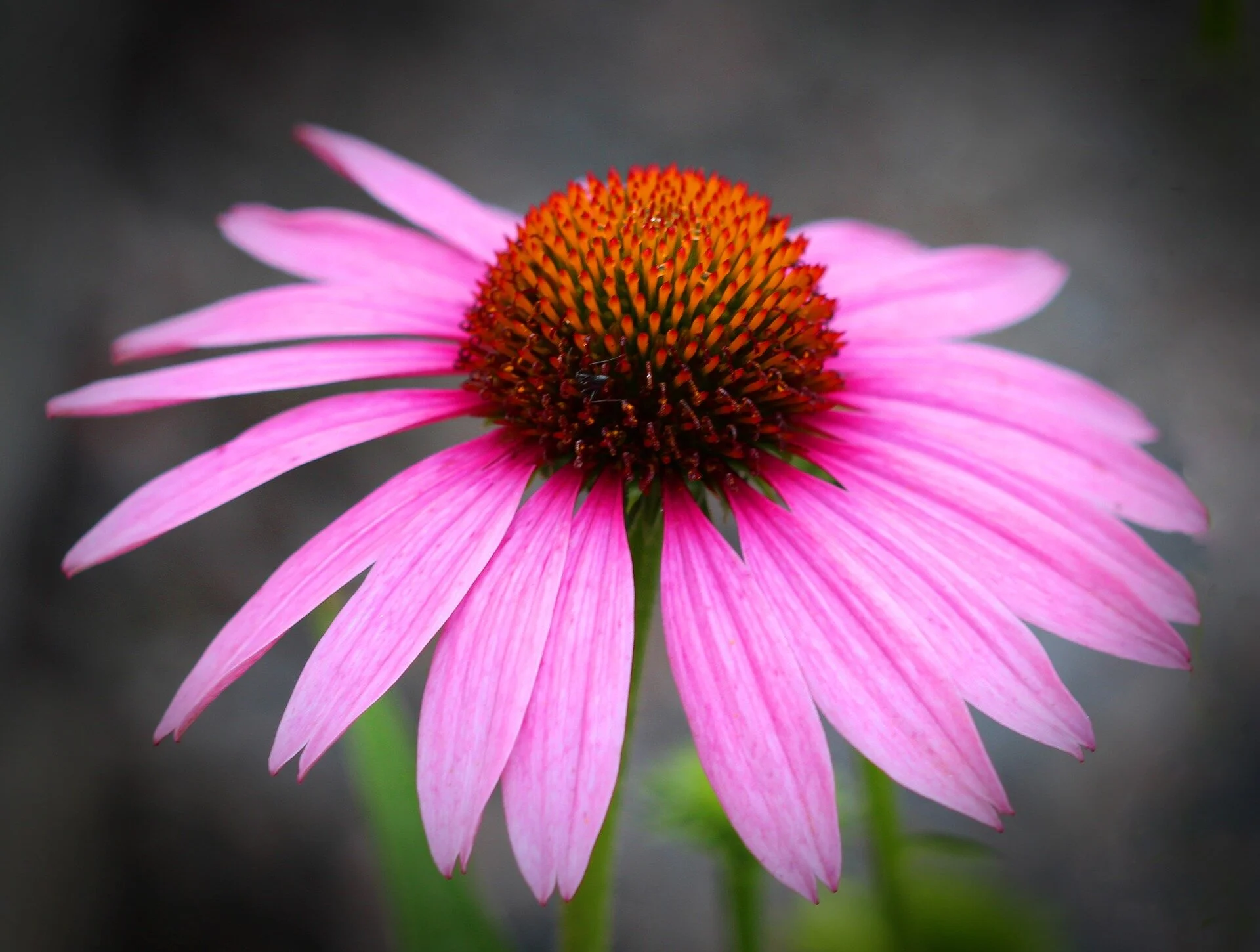 Echinacea: image by Janet Herman