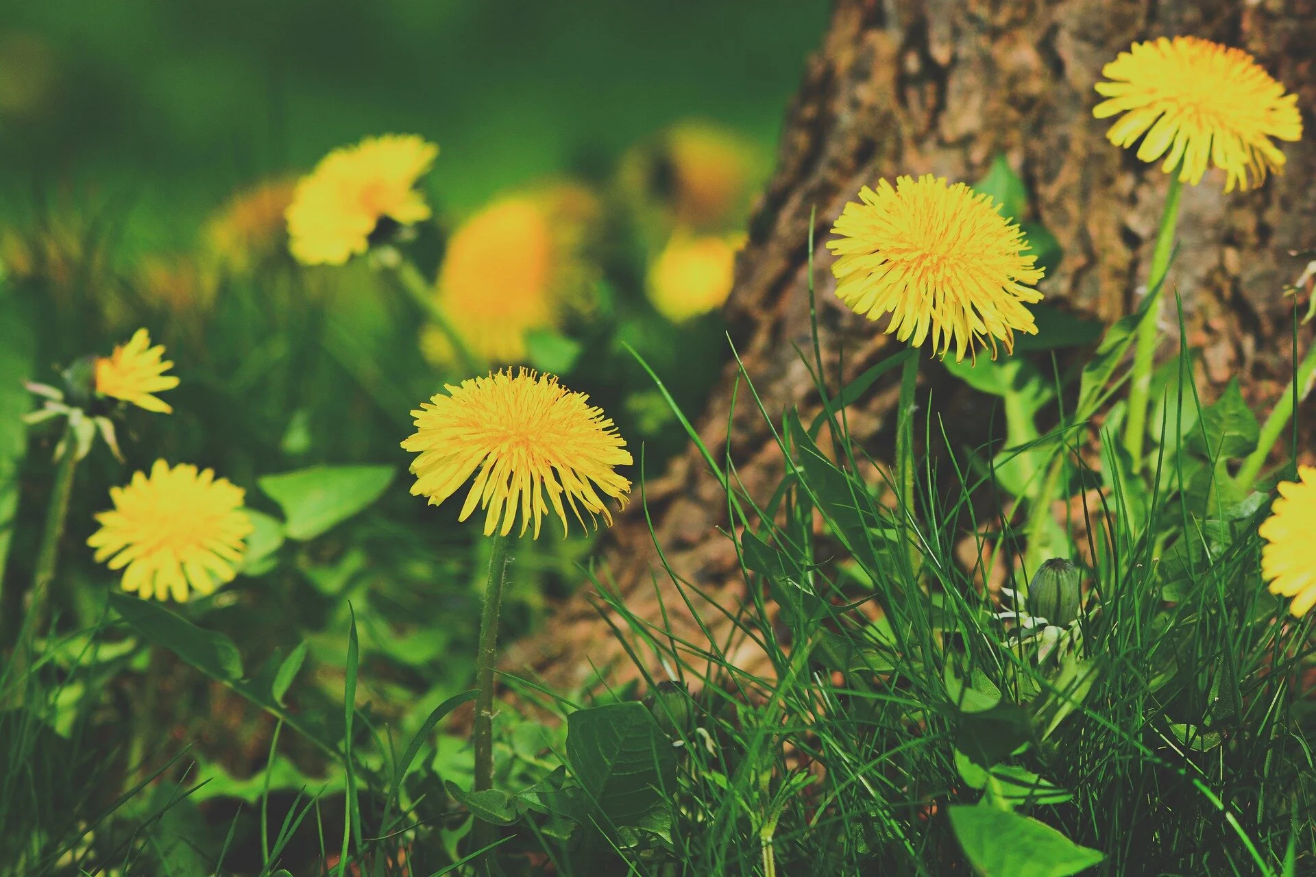 Dandelion: image by Mabel Amber