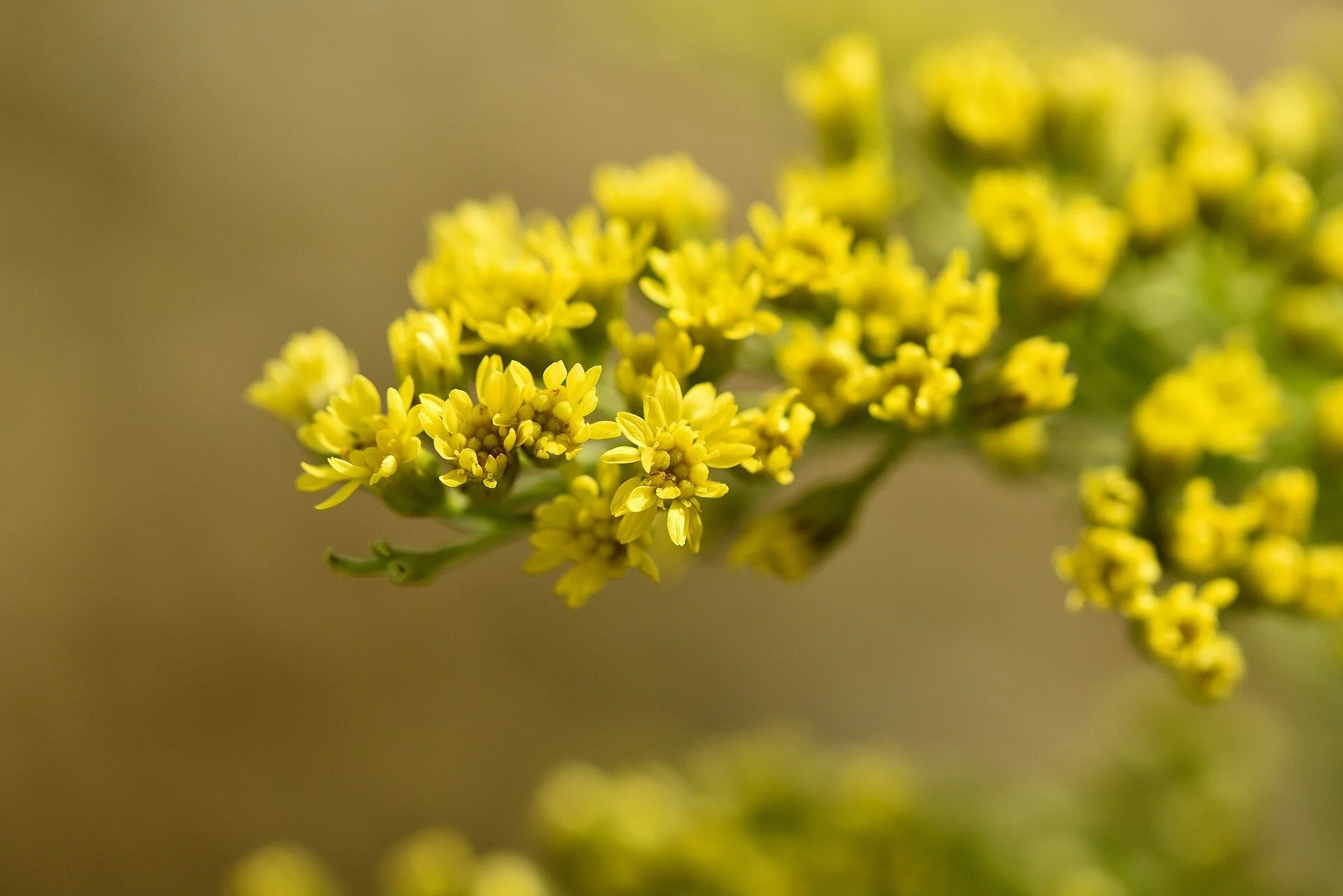 Goldenrod: image by Pezibear