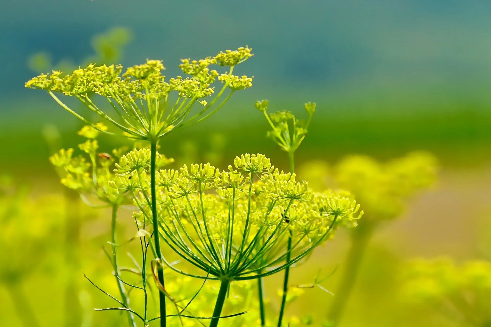 Fennel flower: image by Schwoaze