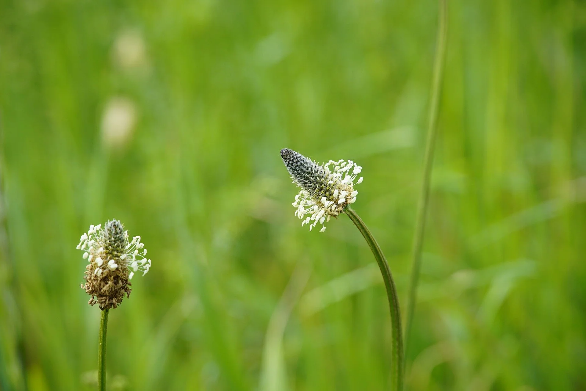 Plantain: image by J.Henning