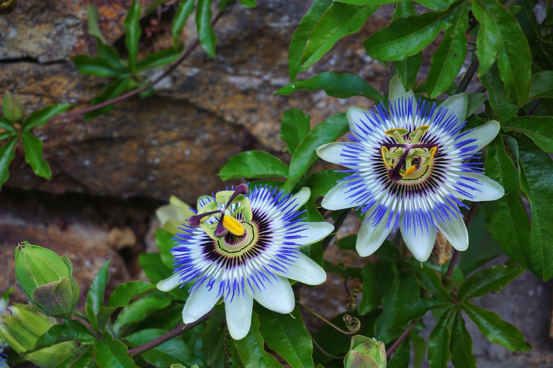 Passionflower: image by Richard Revel