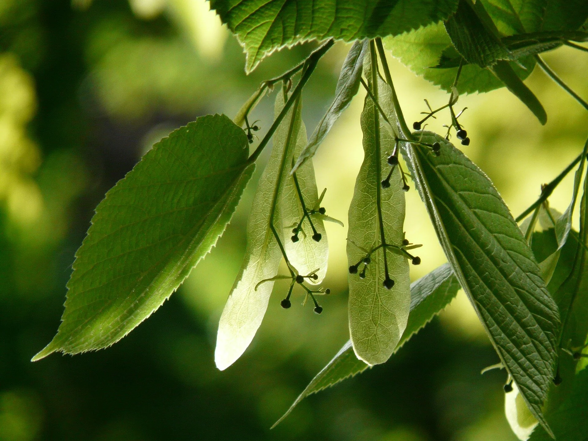 Lime flower: image by Hans Braxmeier