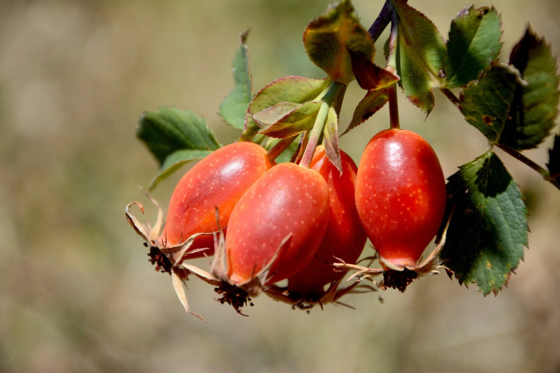 Rosehips: image by  RÜŞTÜ BOZKUŞ