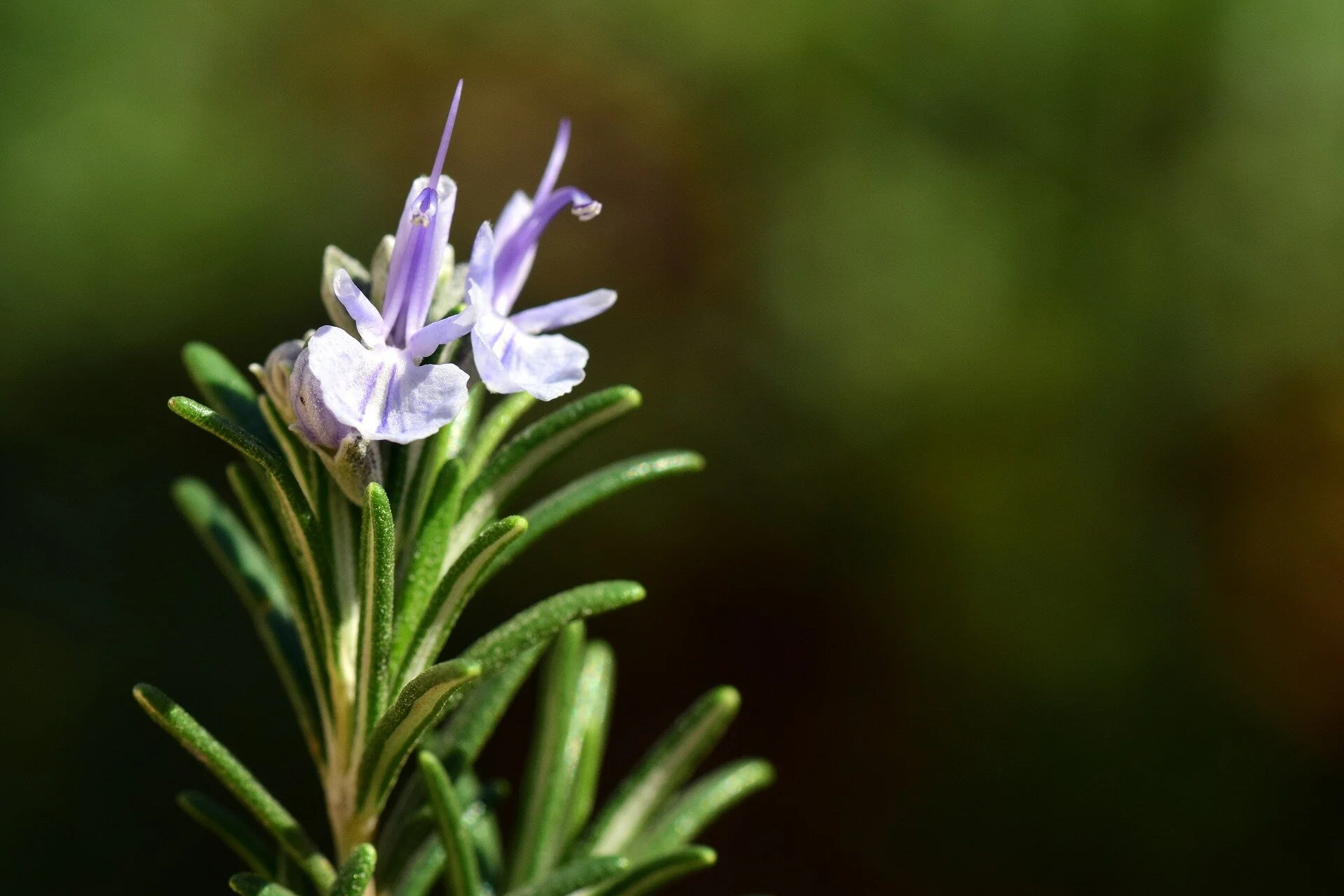 Rosemary: image by Ulrike Leone