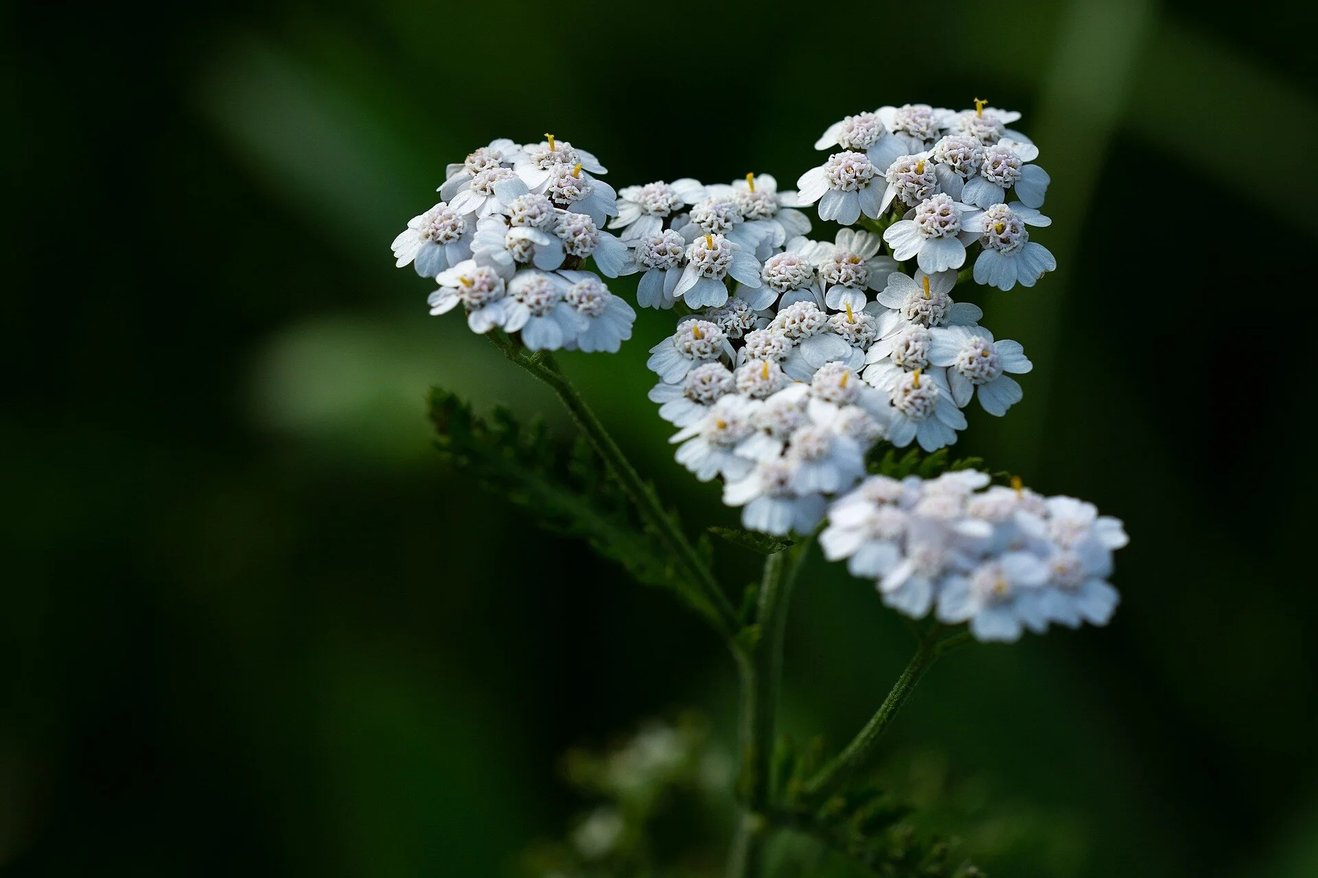 Yarrow: image by Pezibear