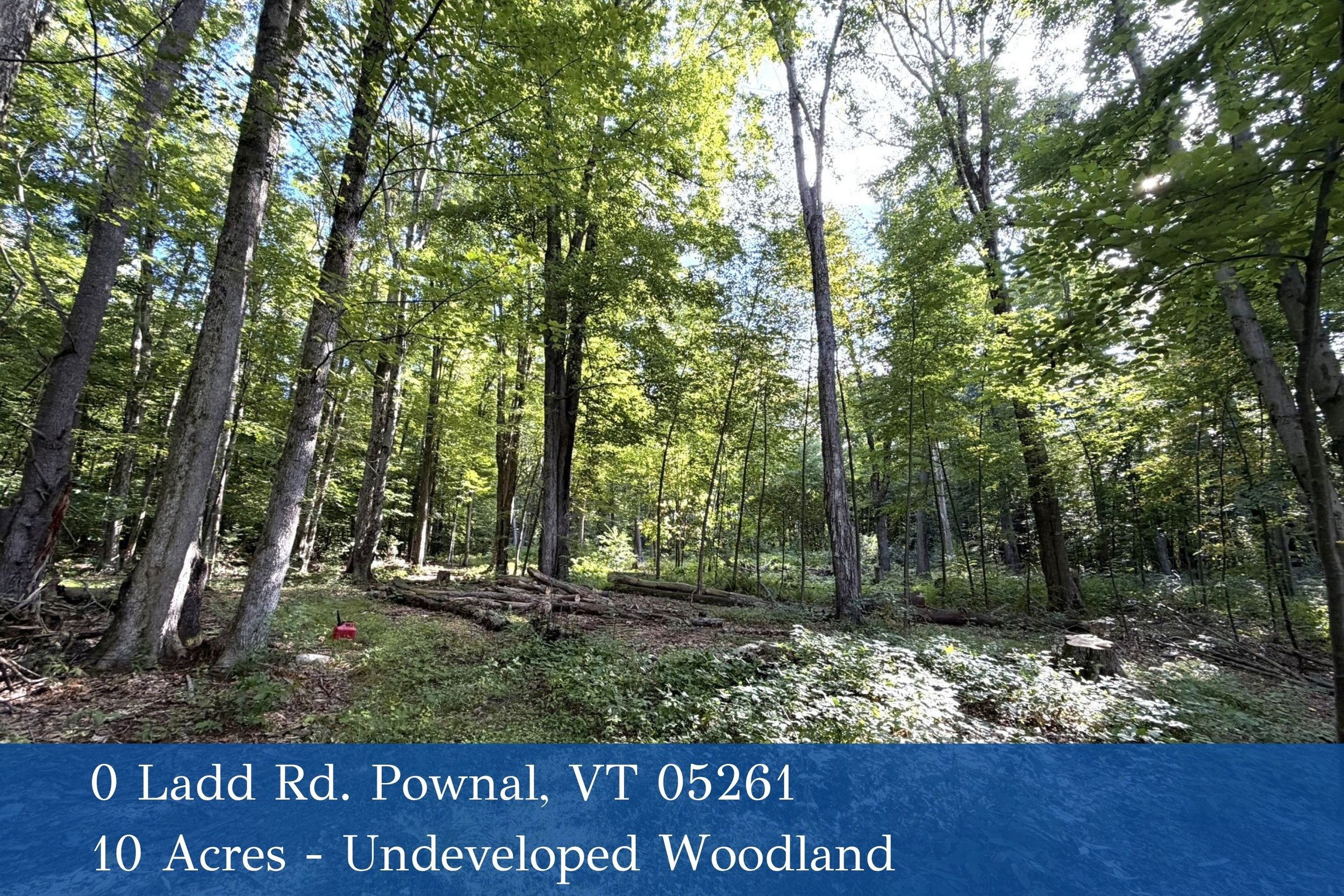 A dense woodland area with tall trees and sunlight filtering through the green leaves. The ground is covered with leaves and small plants, and some logs are scattered across the forest floor.
