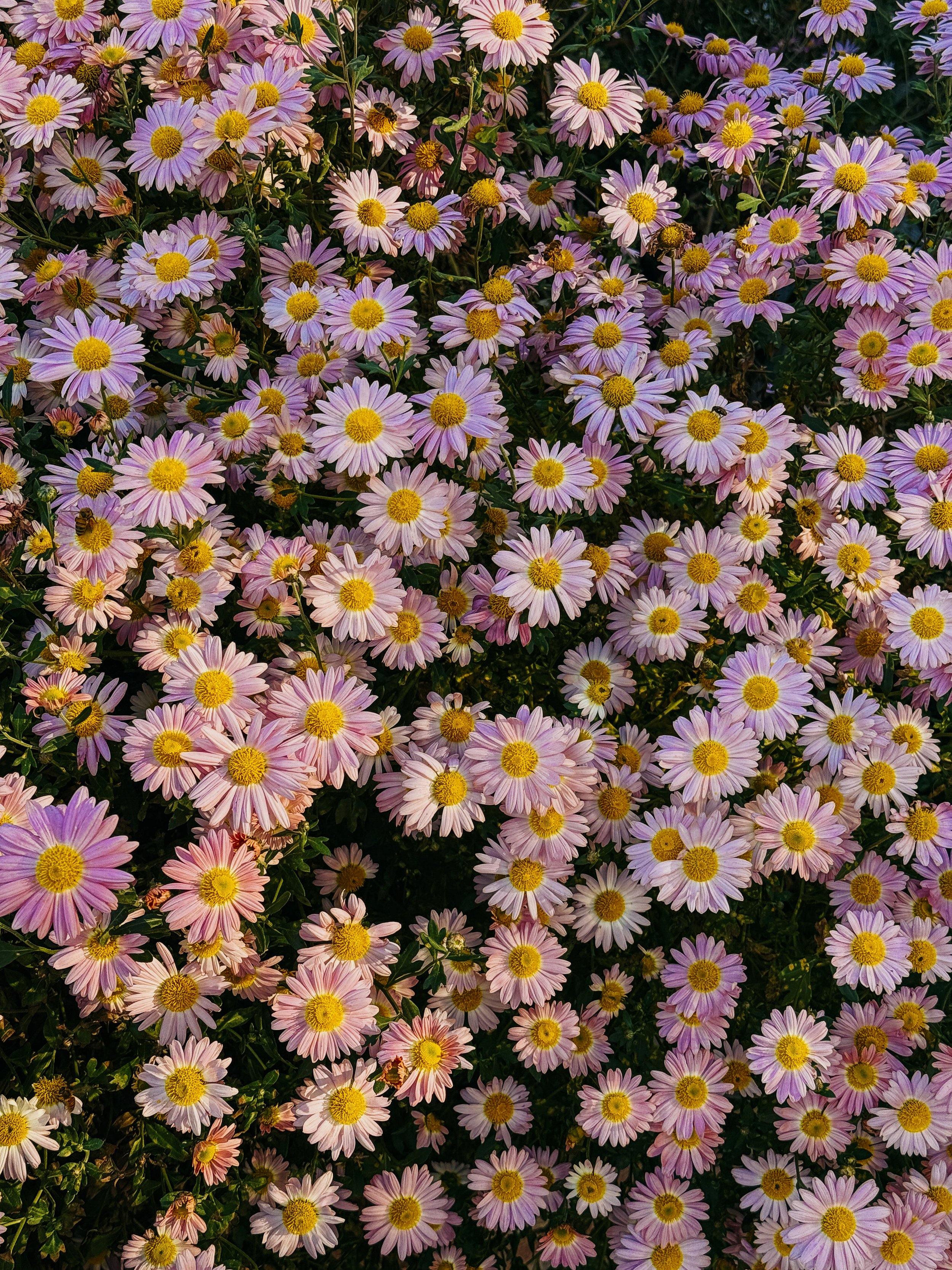 Nicole Breanne x shotoniPhone16pro- PINK FLOWERS.jpg