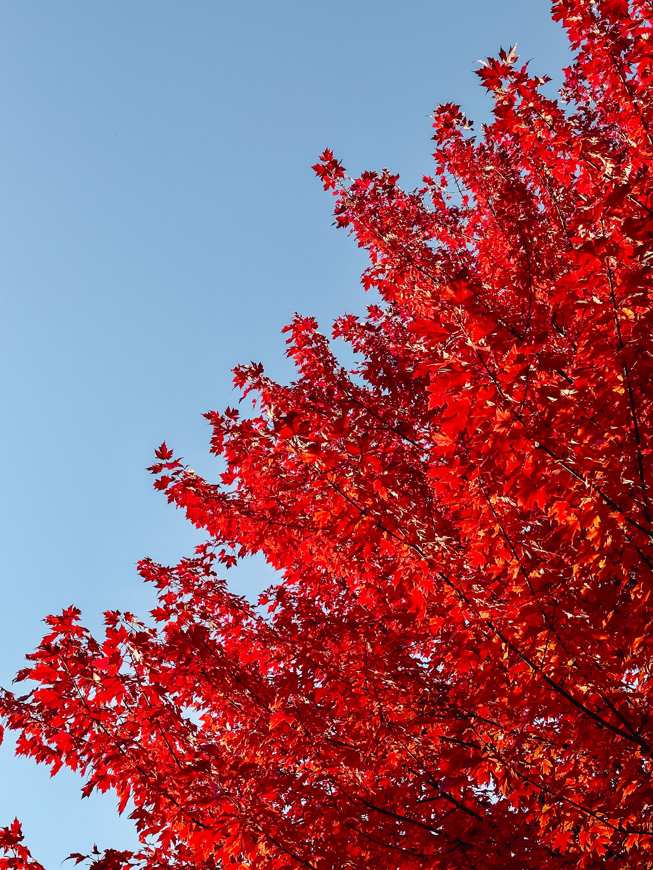 Nicole Breanne x shotoniPhone16pro-FALL LEAVES.jpg