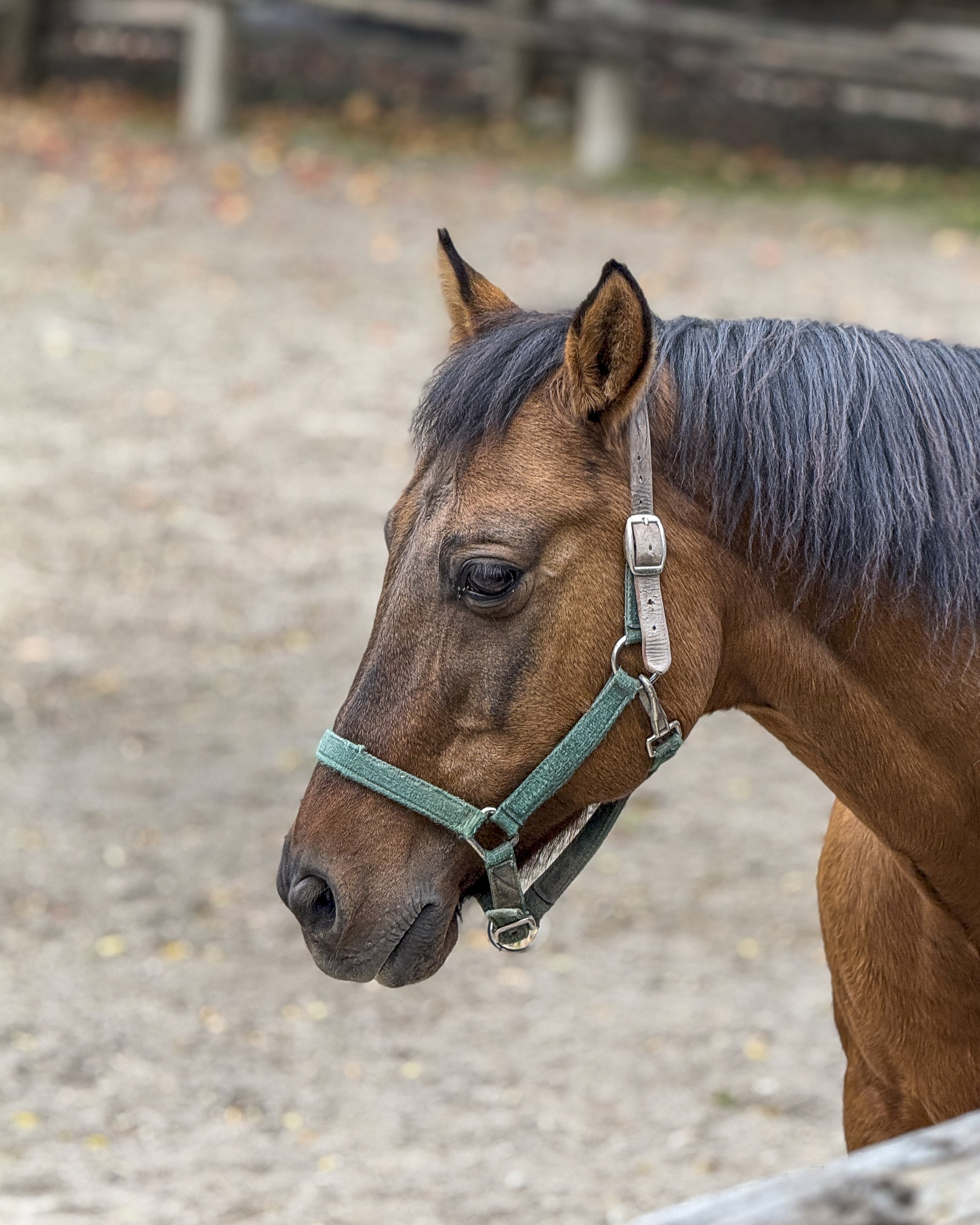 Nicole Breanne x shotoniPhone16pro-HORSE.jpg