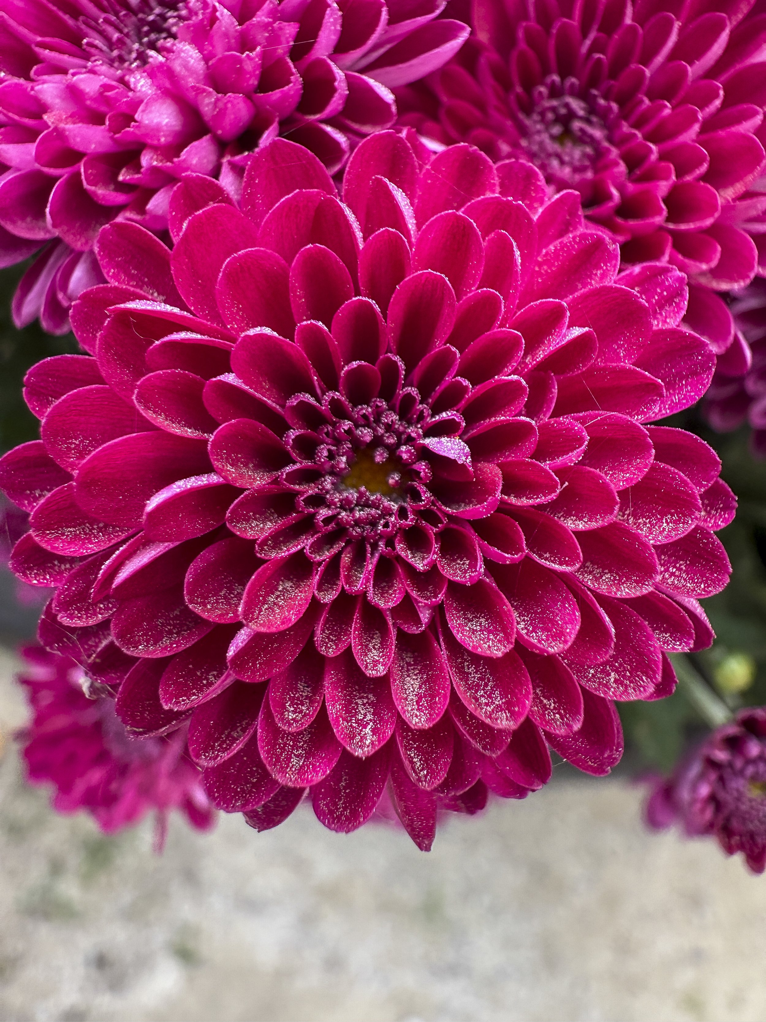 Nicole Breanne x shotoniPhone16pro-RED FLOWER.jpg