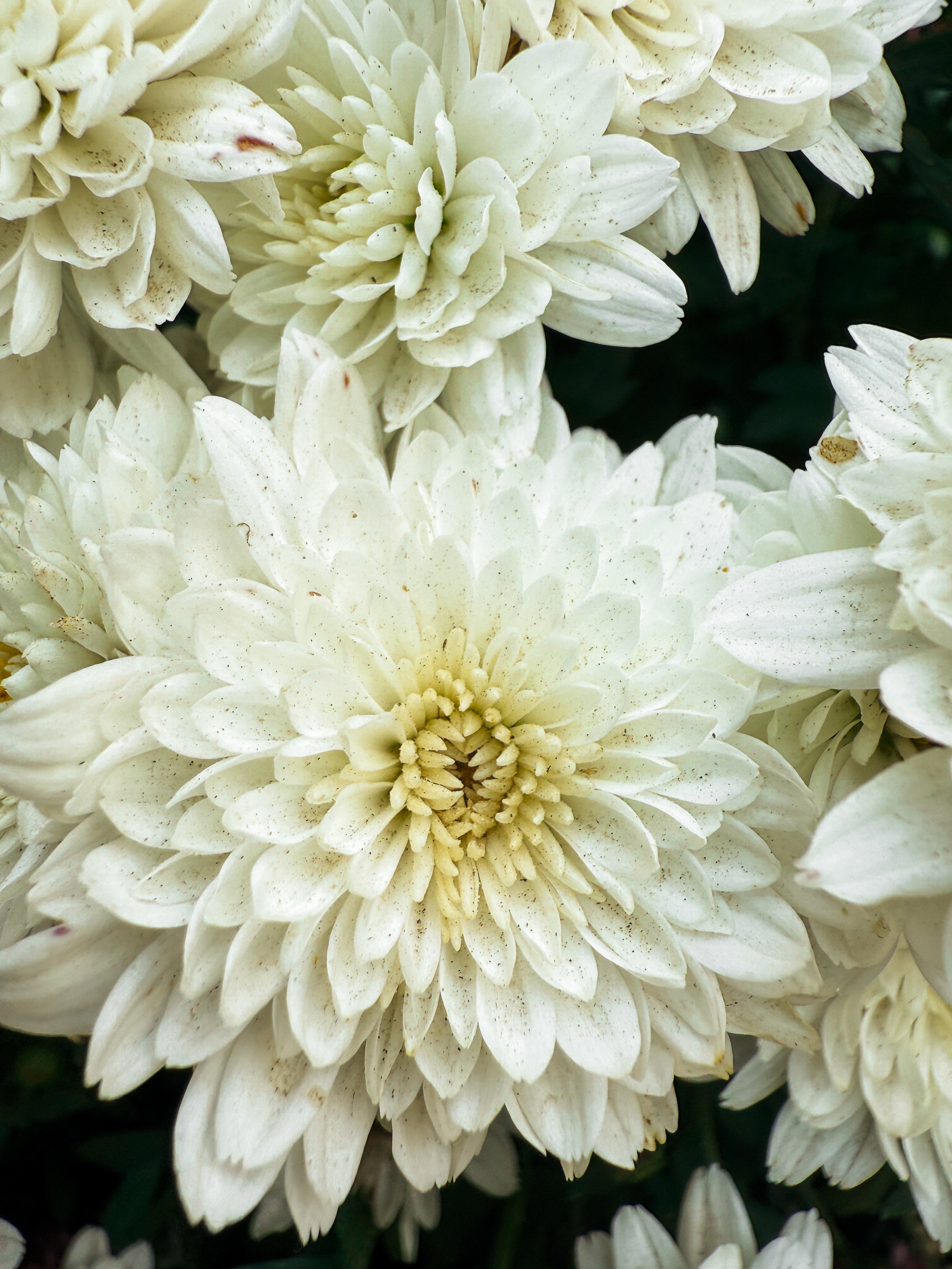 Nicole Breanne x shotoniPhone16pro-WHITE FLOWER.jpg