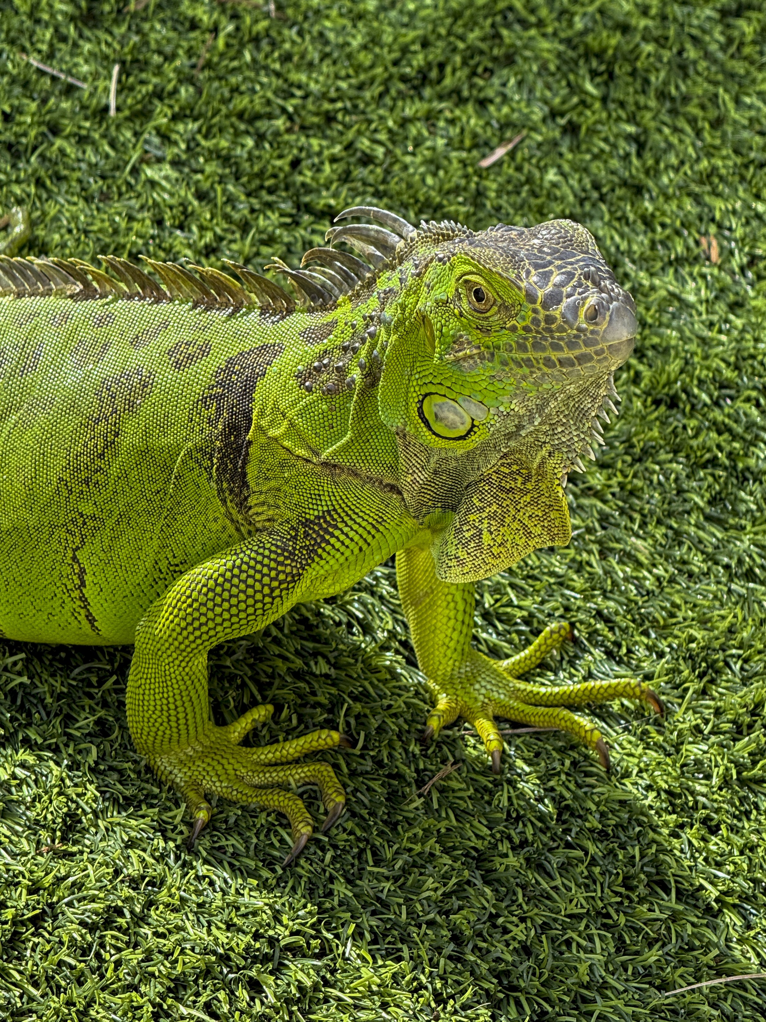 Nicole Breanne x shotoniPhone16pro-IGUANA.jpg