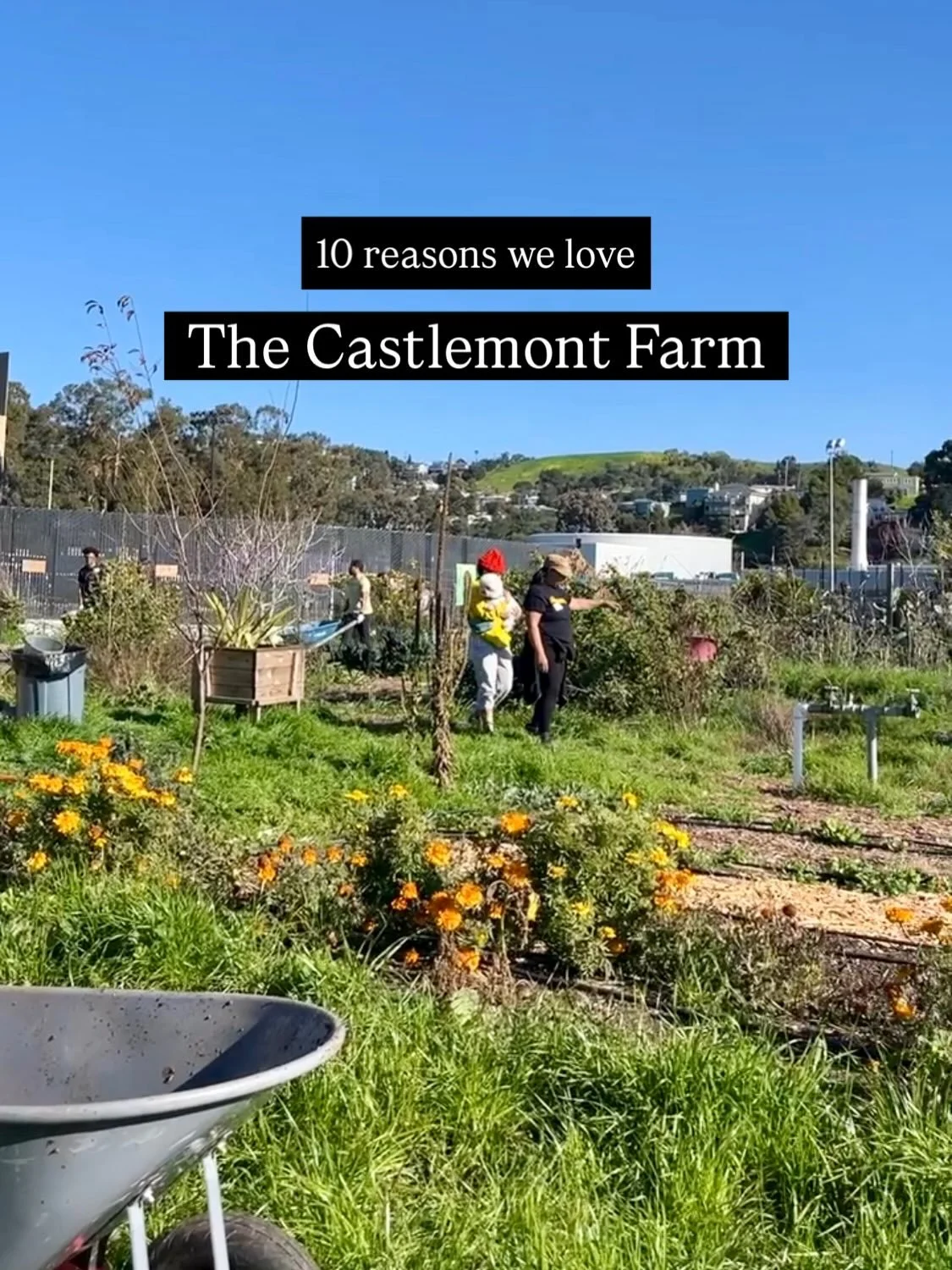 10 reasons we 💜 the @castlemontfarm8601 🐓🌾🫛🪻

Take part in the magic and join us TOMORROW, Saturday April 18th for a community farm workday&mdash;co-hosted with @oaklandkidsfirst @civicdesignstudio510 @rosefdn and @newvoices_arerising 

Time: 9a