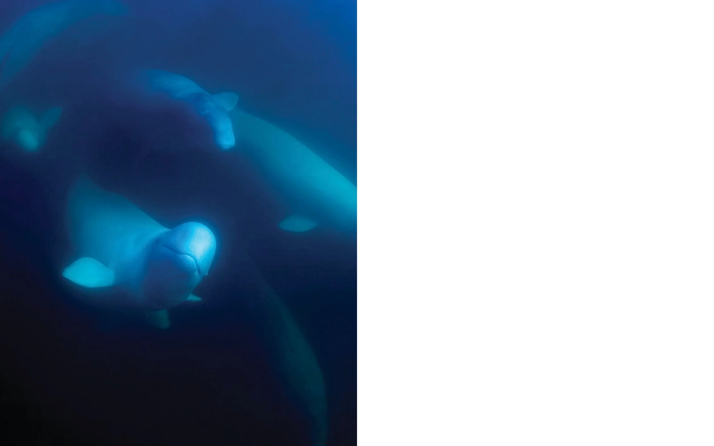 whale spread.jpg